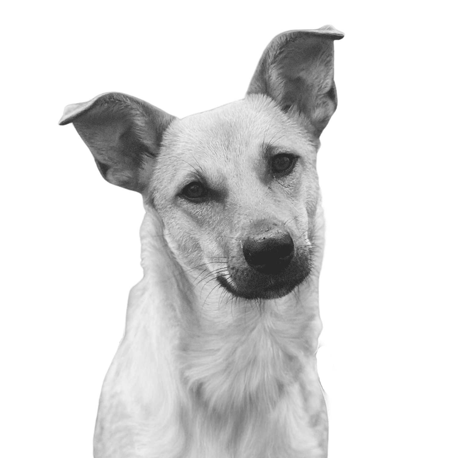 Luzi — Chief Happiness Officer bei flomotion